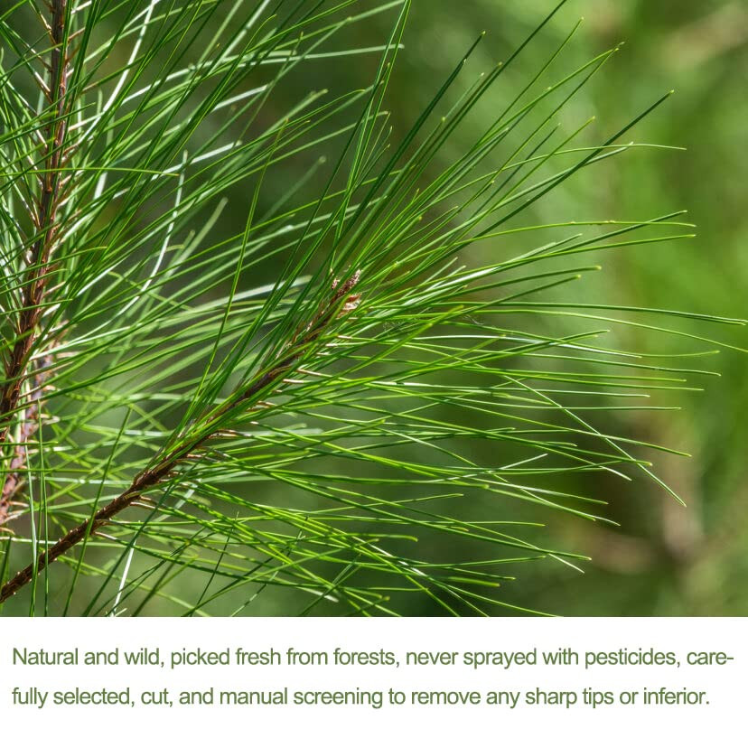 Wild Dried White Pine Needle Tea- 40 Bags, 4G/Bag- 100% Natural Pure Pine Needle