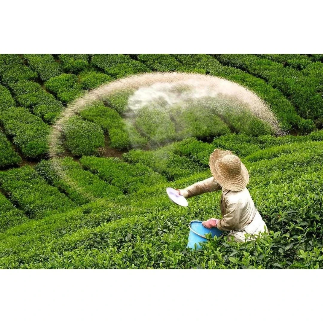BOH Plantation Cameron Highland Tea 100 teabags Foil Sealed Malaysia Cameron Tea