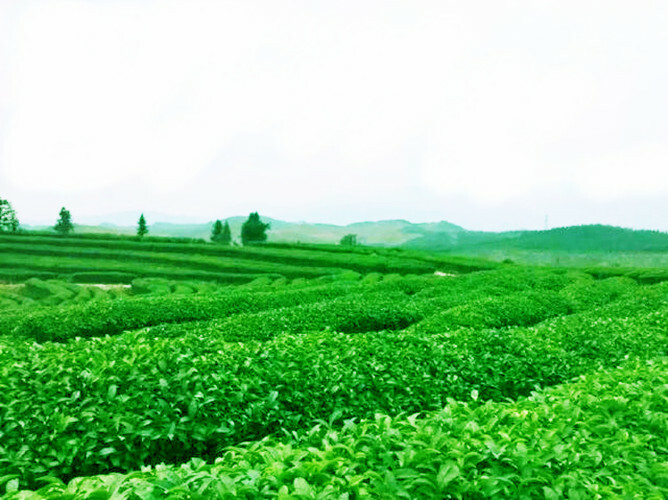 500g Chinese traditional Tea Herbal Tea Ginkgo Biloba Leaf Loose Leaf Green Tea