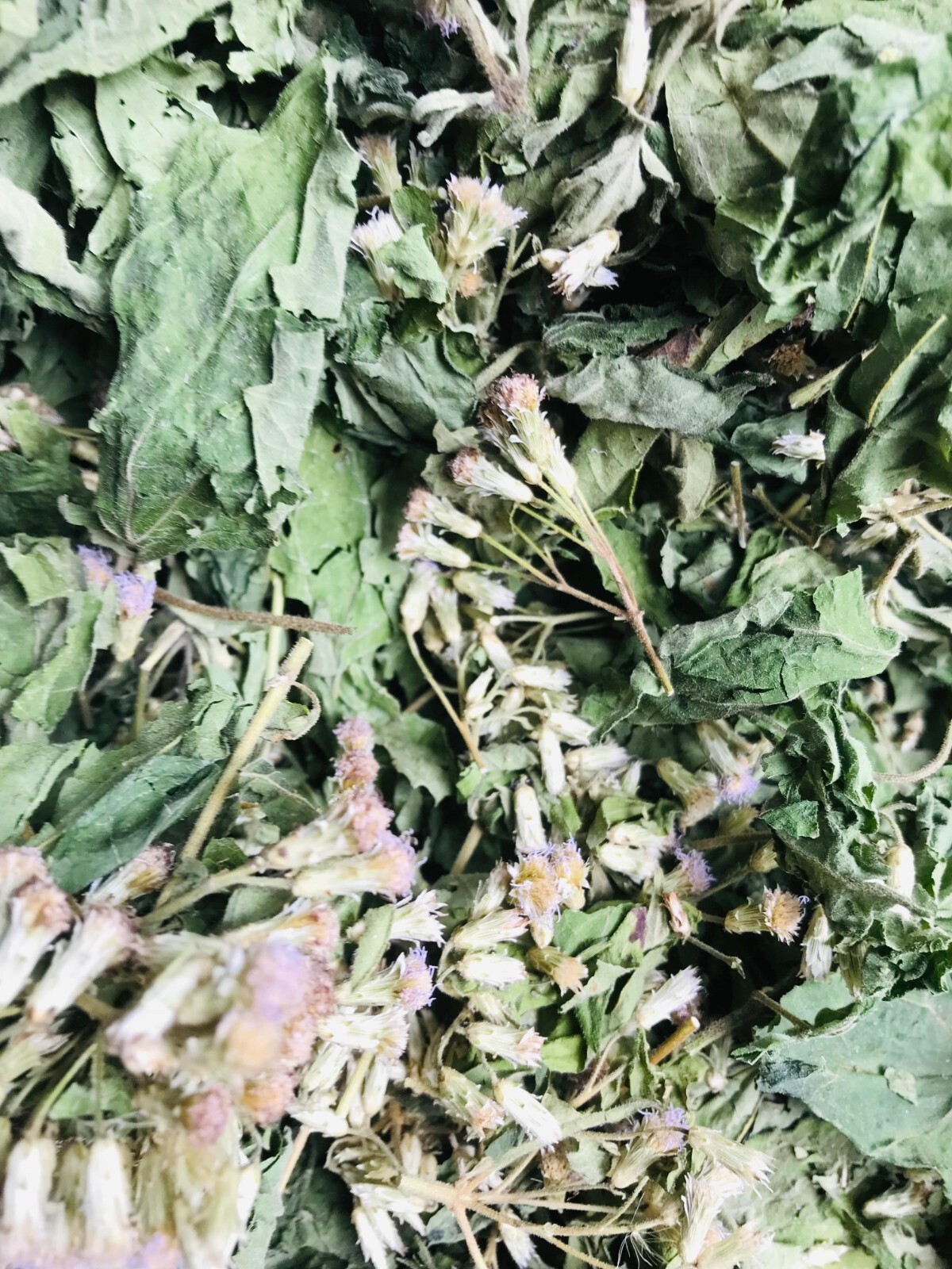 Mexican Dream Herb Calea Zacatechichi Lucid Dream Hand Picked Organic Leaves Tea