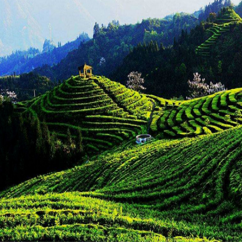 HelloYoung Yunnan Dianhong Black Tea 357g Honey Golden Bud Aromatic Wellness