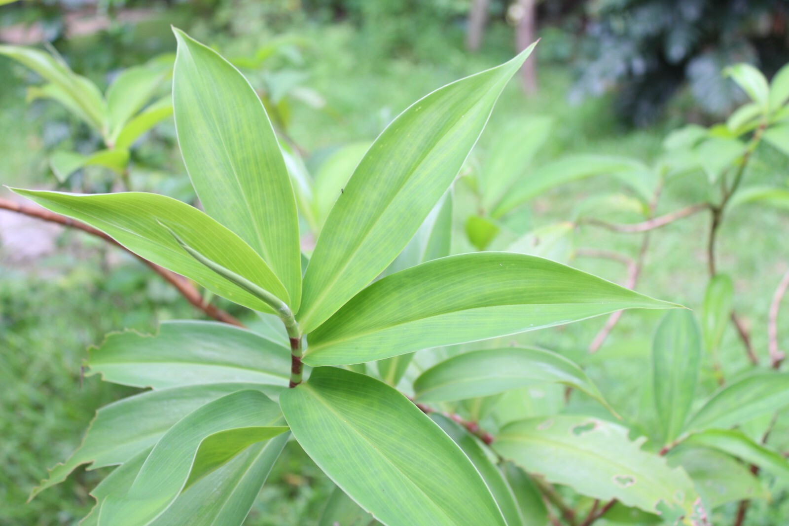 Dried Insulin |Thebu |Costus Plant leaves Organic|Diabetic Tea CEYLON Free ship.