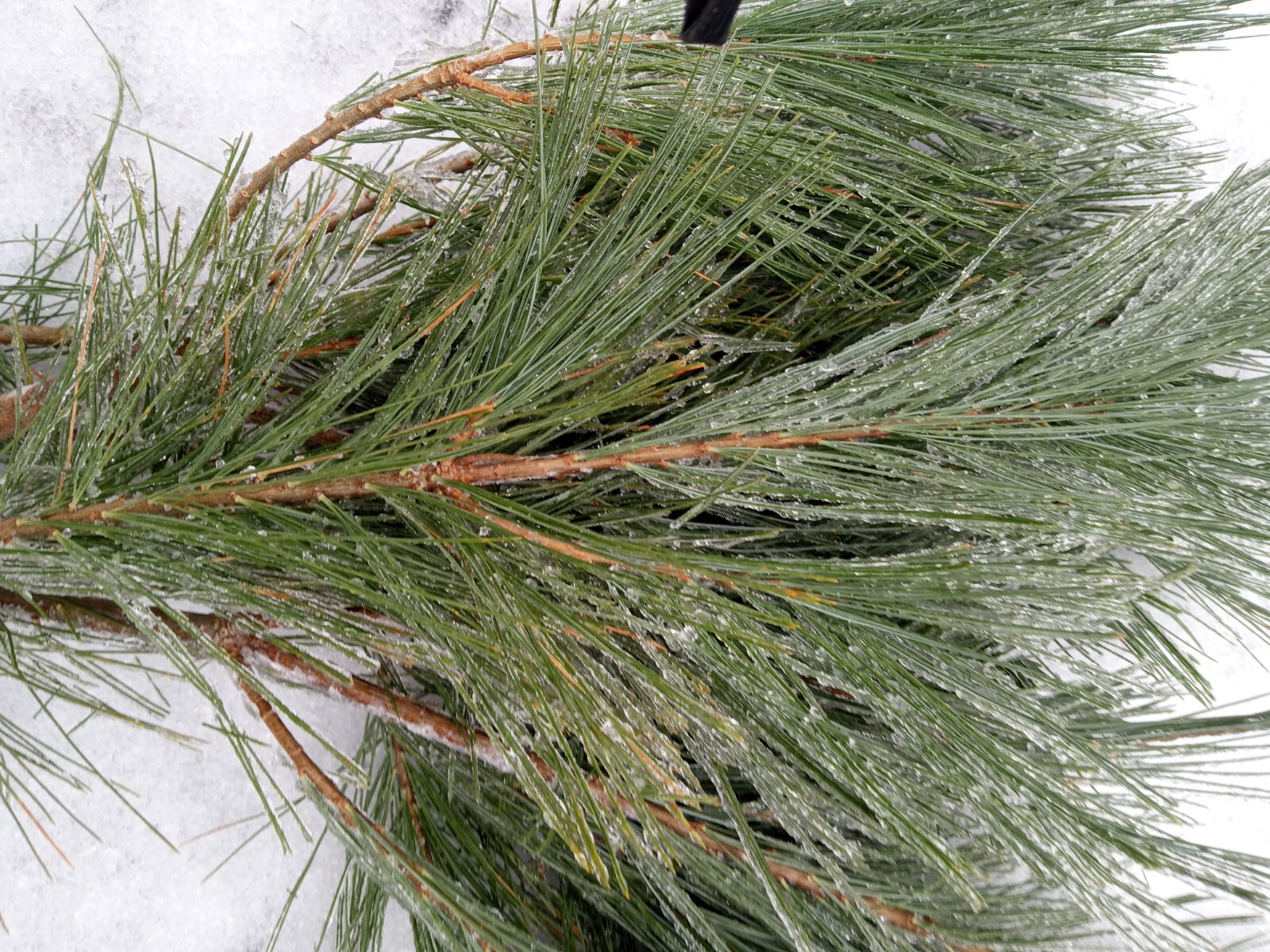 4oz MAINE DRIED EASTERN WHITE PINE NEEDLES PINUS STROBUS TEA ORGANIC