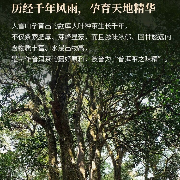 2023 Single Plant Raw Pu-erh Tea Cake, 357g, from Daxue Mountain, Yunnan