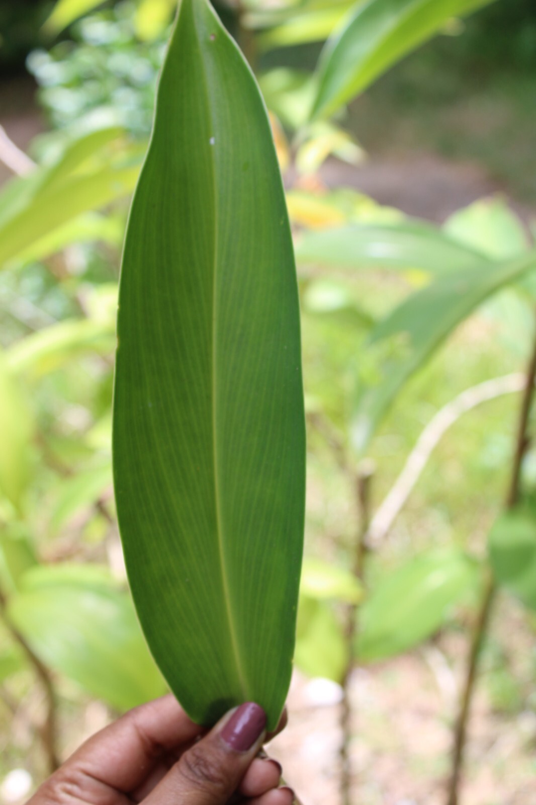 Dried Insulin |Thebu |Costus Plant leaves Organic|Diabetic Tea CEYLON Free ship.
