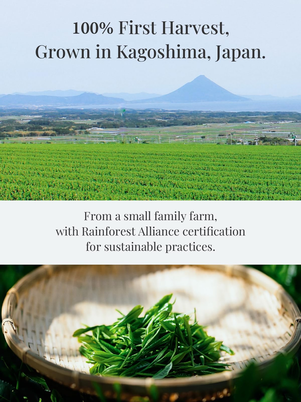 SUITENDO “Wakasumi” Japanese Matcha Green Tea Powder (30g/1.06oz) – Ceremonia…