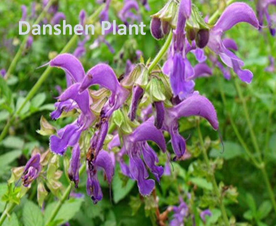 Danshen, TanShen, Red Sage, Salvia Miltiorrhiza, 纯丹参粉 100% Pure Extract 25G
