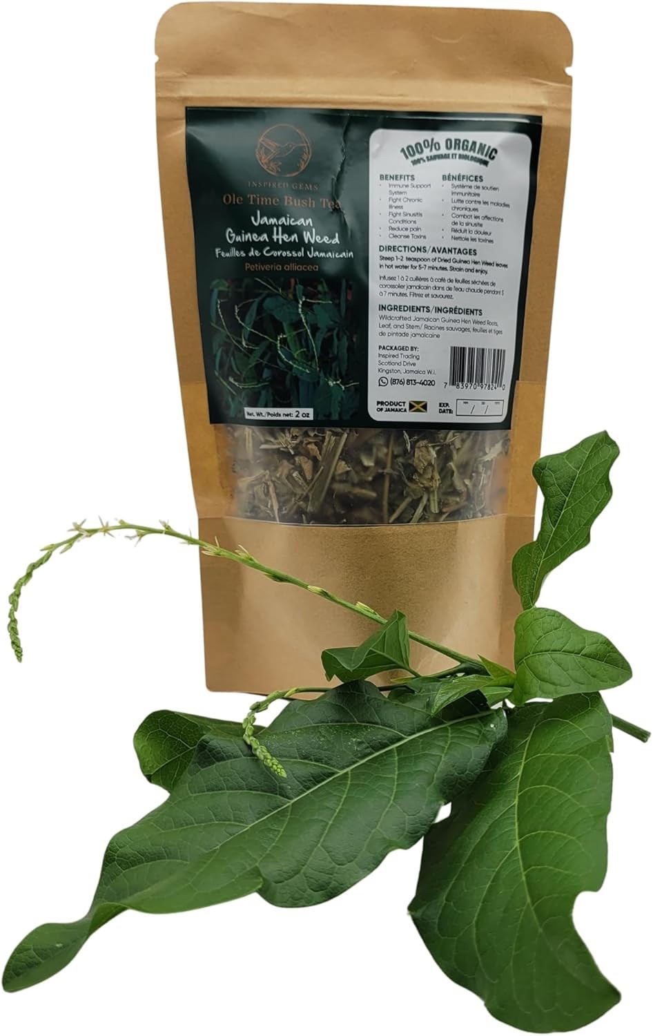 Jamaican Guinea Hen Weed Tea 2 Pack Anamu Leaves Handpicked Available in US & CA