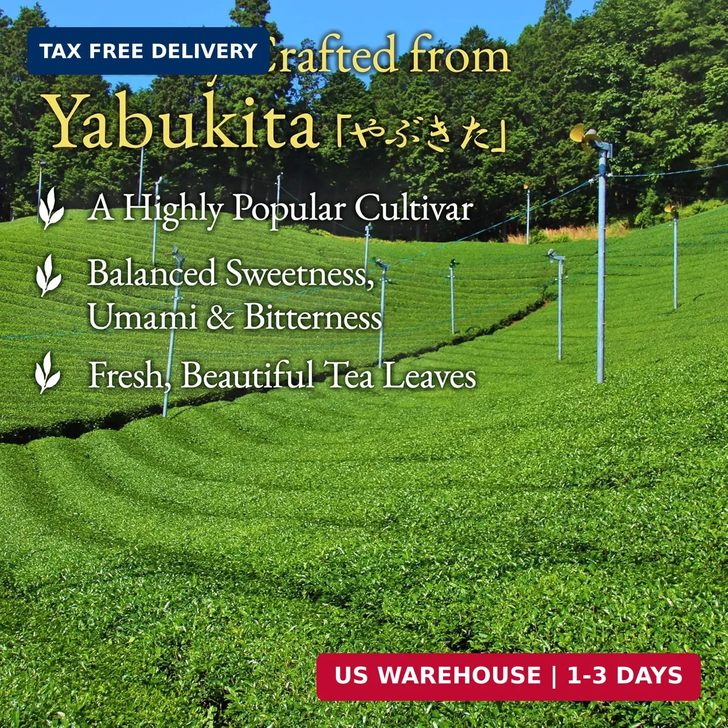 YAMASAN KYOTO UJI Japanese Sencha Green Tea, 100% First-Harvest Loose Leaf, Brig