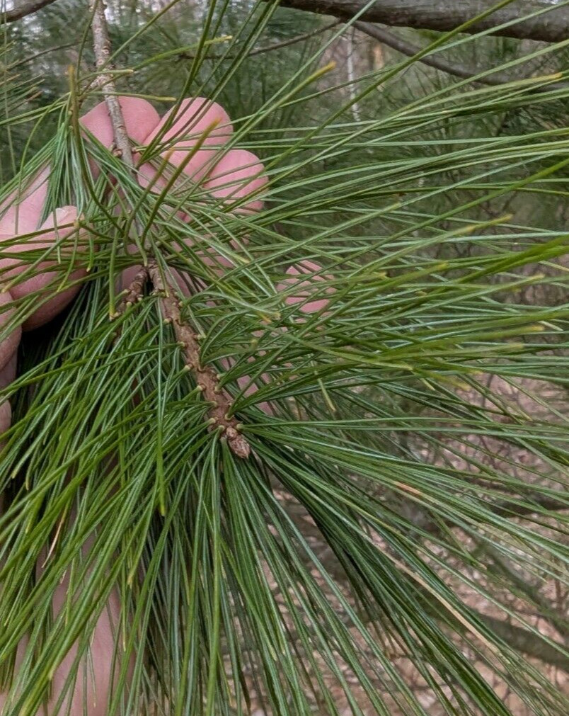 Fresh Eastern White Pine Needles Tea Vitamin C Immune Booster Organic 1 oz