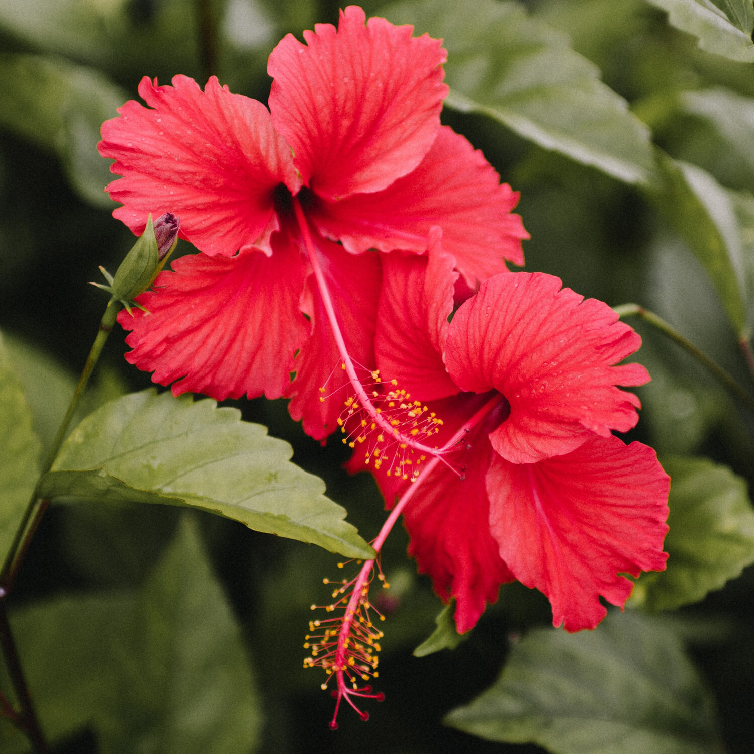 Zokiva Hibiscus Tea 150 Bags (3-Pack) | Herbal Caffeine-Free | Over 48% Off Bulk