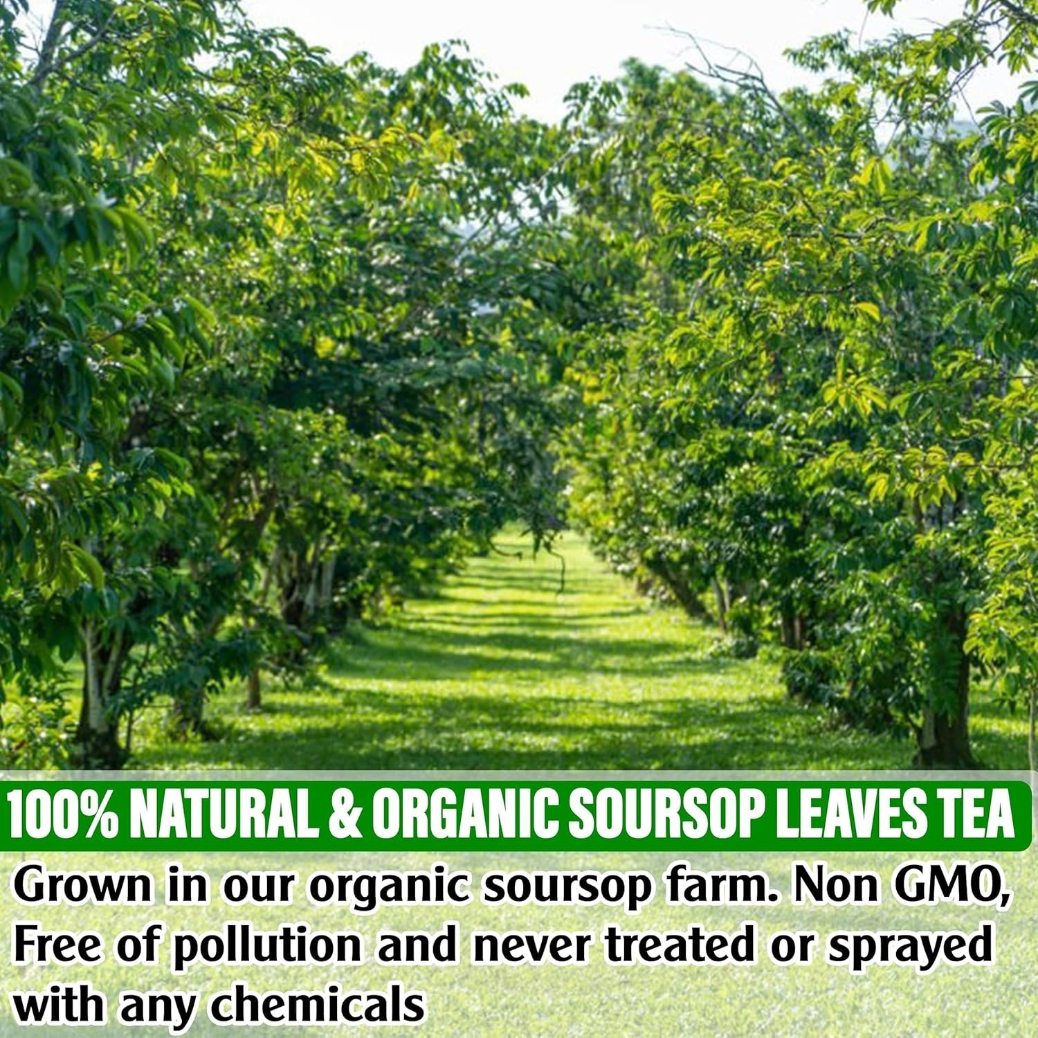 USDA Organic Soursop Graviola Leaves Tea 50 Bags. Non-GMO Verified , 100% Org…