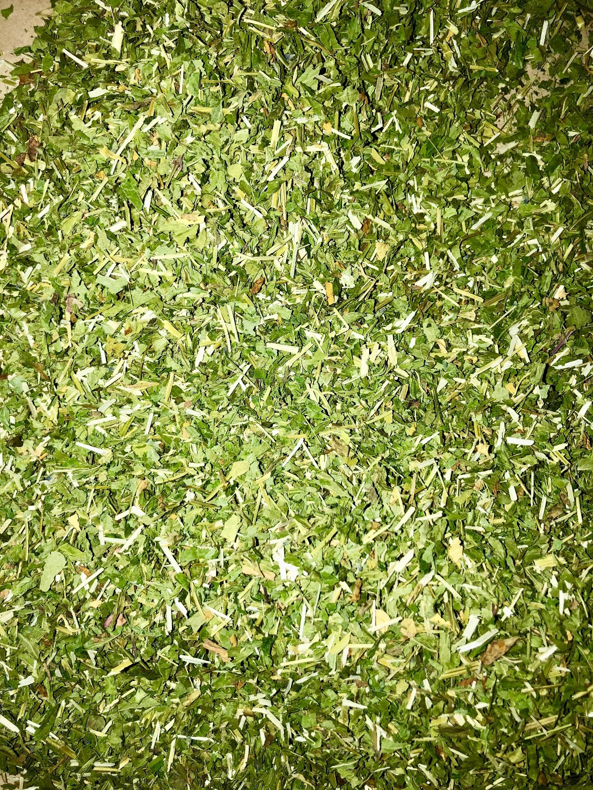 CO Skullcap Certified Organic Herb Leaf Mad Dog Weed Spice Discounters
