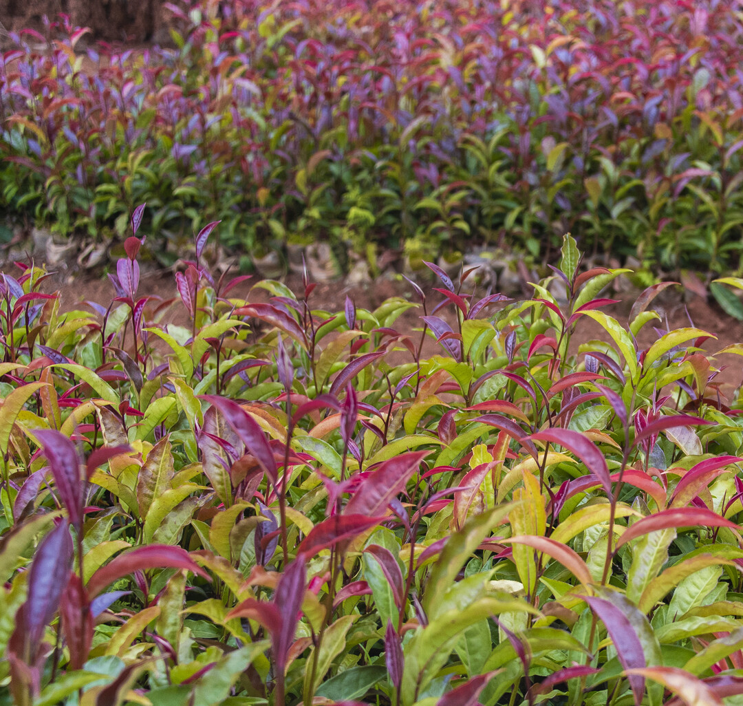 Whole Leaf Kenyan Purple Tea | High Antioxidants | Anti Aging | Low Caffeine