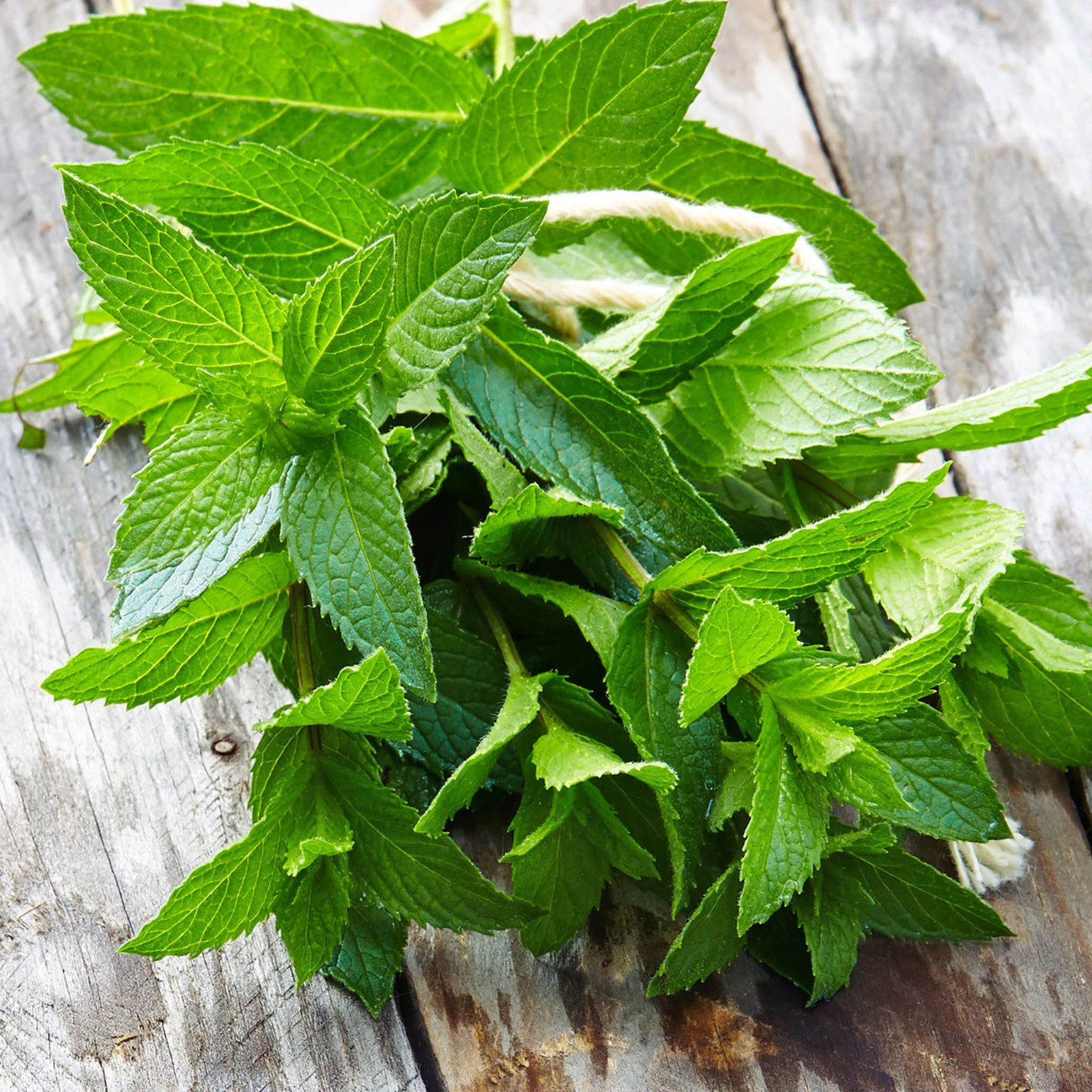 Moringa Peppermint Tea Bags 3-Pack (90) Caffeine-Free With Organic Moringa Leaf