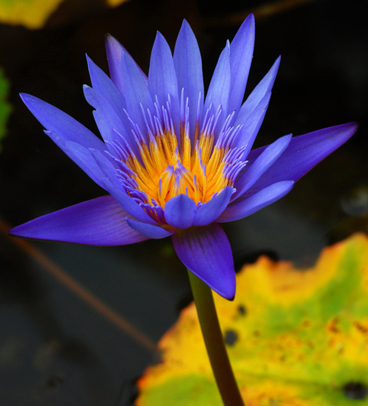 Blue Lotus Nymphaea Caerulea 100% Organic Herb Natural Dried Flower Tea Ceylon