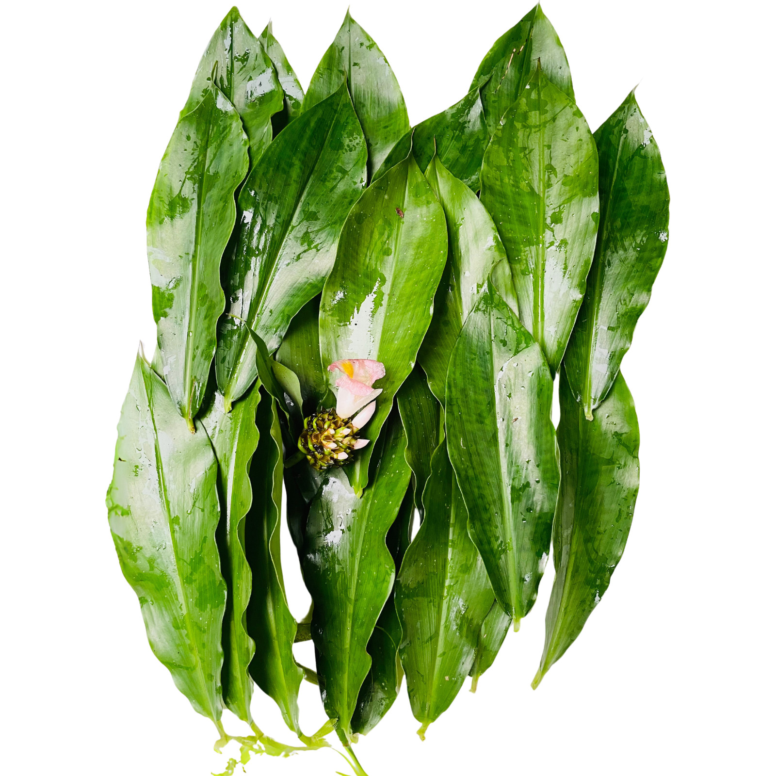 Dried Organic Insulin Plant Leaves Leaf ( Fiery Costus Igneus ) Thebu Herbal Tea