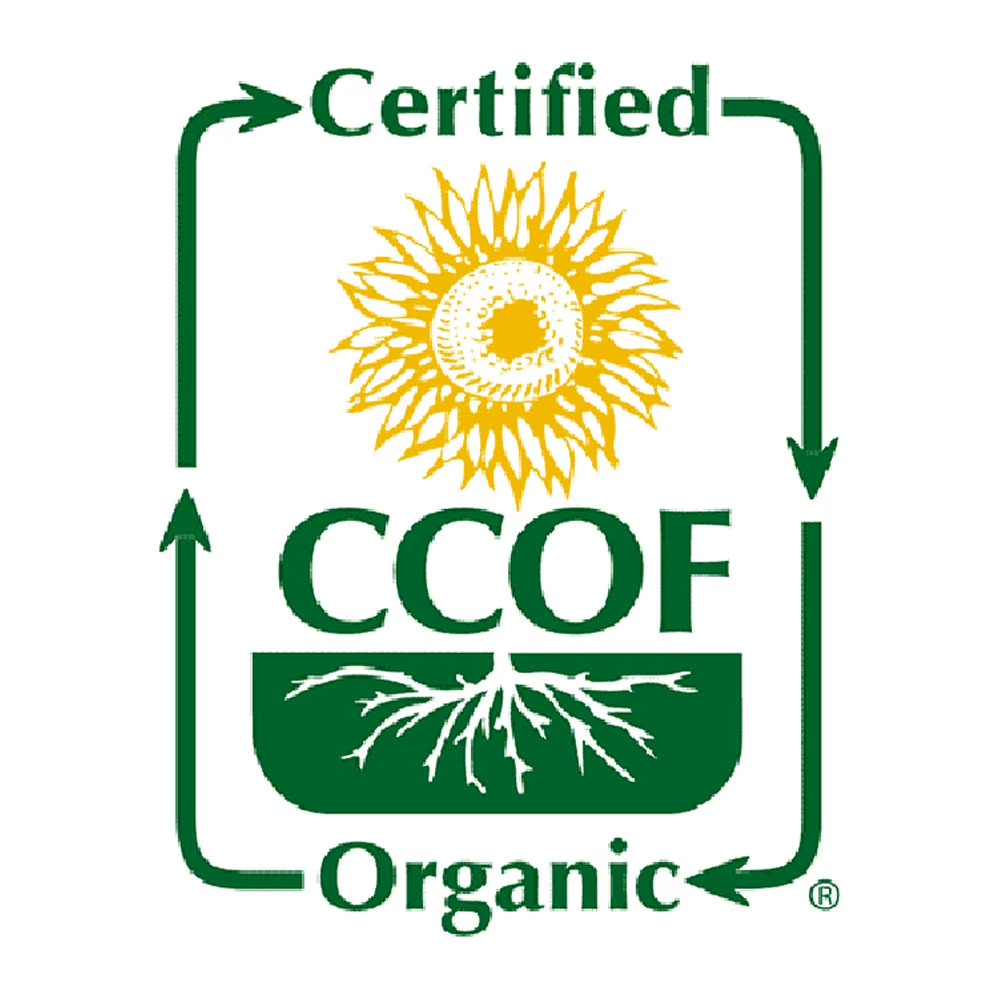 McCabe Organic Black Bean Tea – Roasted Black Beans Tea | USDA and CCOF Certifie