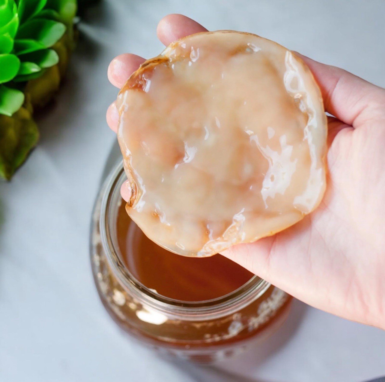 Kombucha SCOBY Starter Culture | Live Probiotic Fermentation | Tea | Kefier