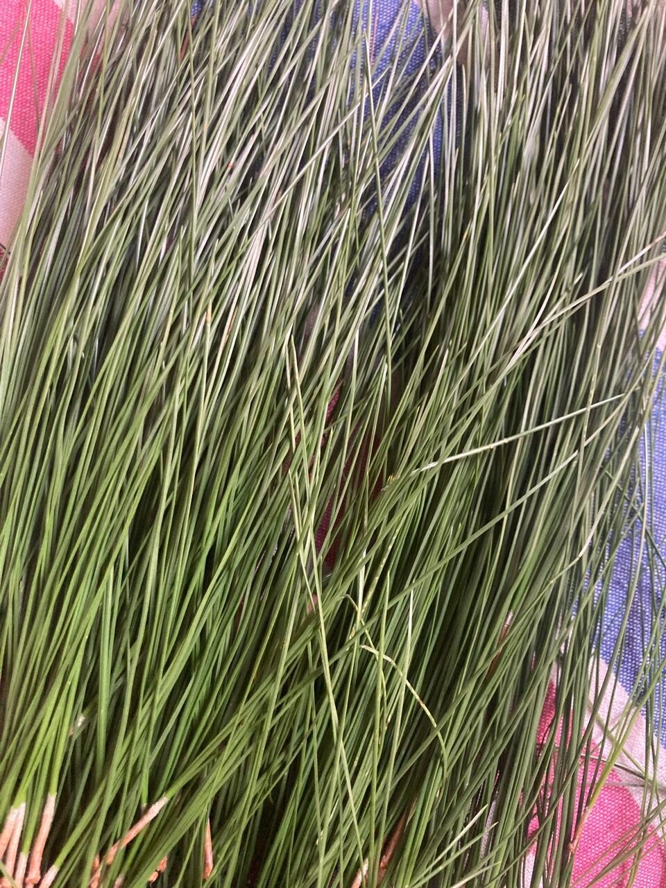 Pine Needle Tea Organic Herbal Natural Tea from Ceylon 100g Free Shipping