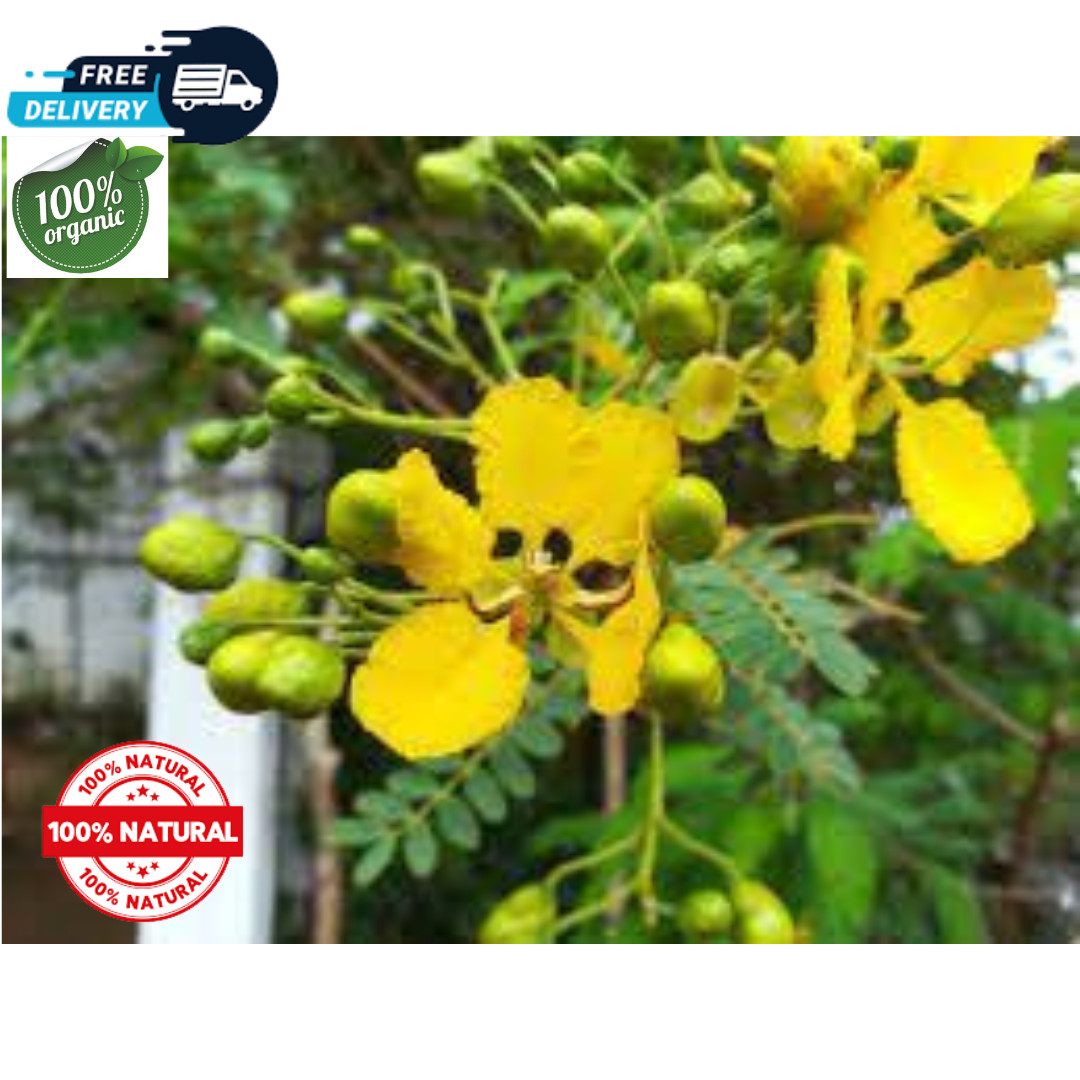 Dried Organic Ranawara Flowers 250g Ranawara Mal in ceylon