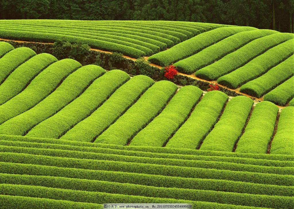 Natural Milk Oolong Tea 250g Jin Xuan Green Tieguanyin Herbal Energy Drink