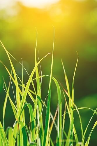 Organic Lemongrass Tea 1 LB | Cut & Sifted Loose Leaf | Aromatic Herbal Seasonin