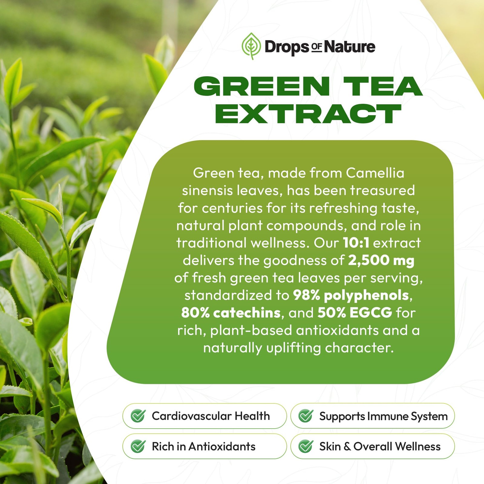 Green Tea 10:1 Extract 50% EGCG – 2 Fl Oz (Pack of 1), Pineapple