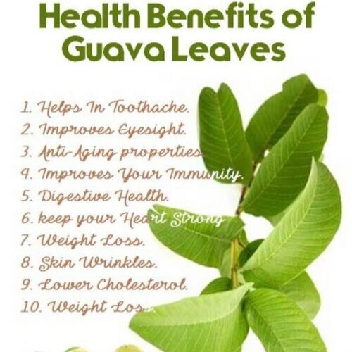 Organic Garden 30 Guava Leaves Fresh Green Dried Antidiabetic Anti Hair Lo