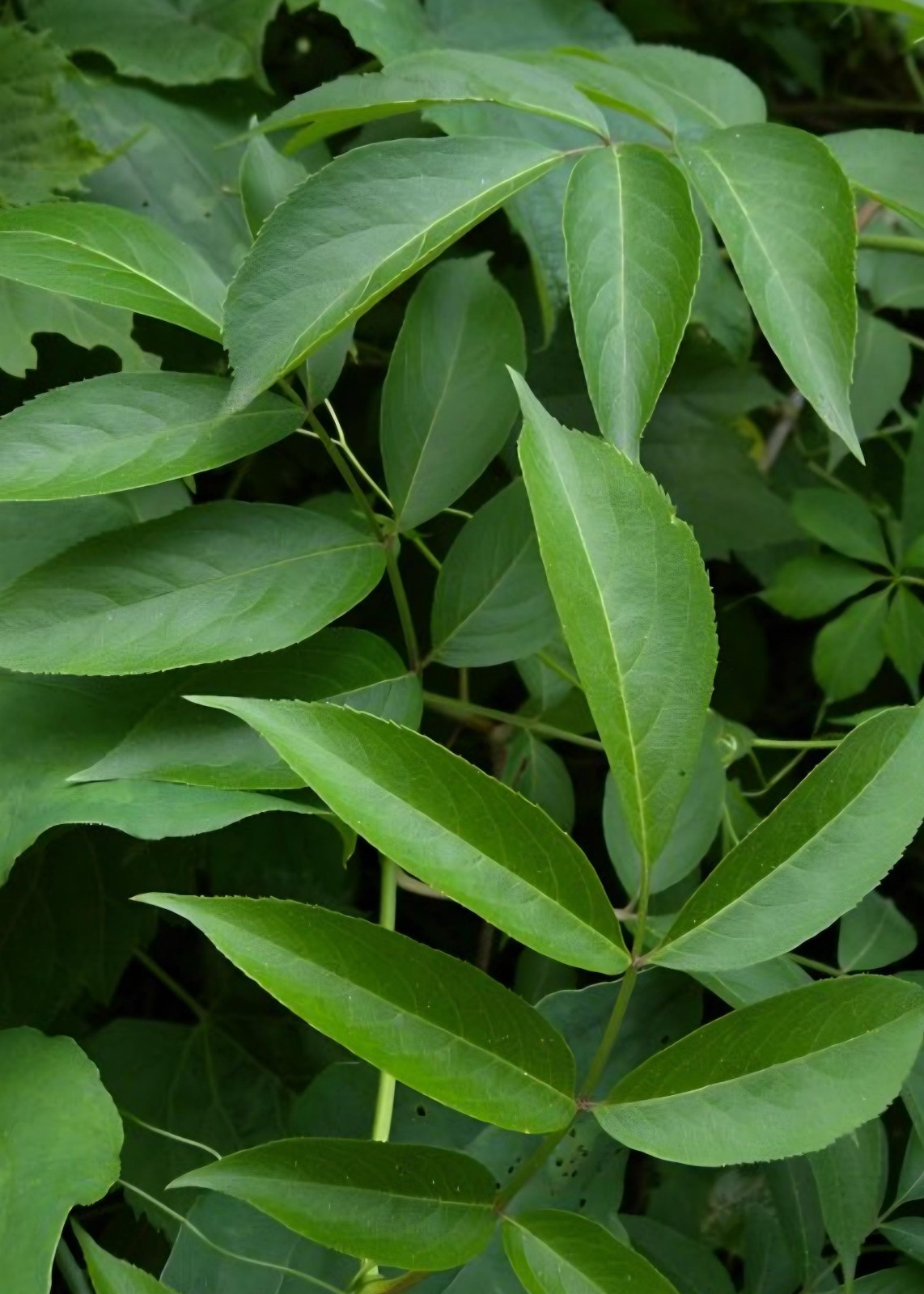 Wild Native Organic Elderberry leaves Infused Oil