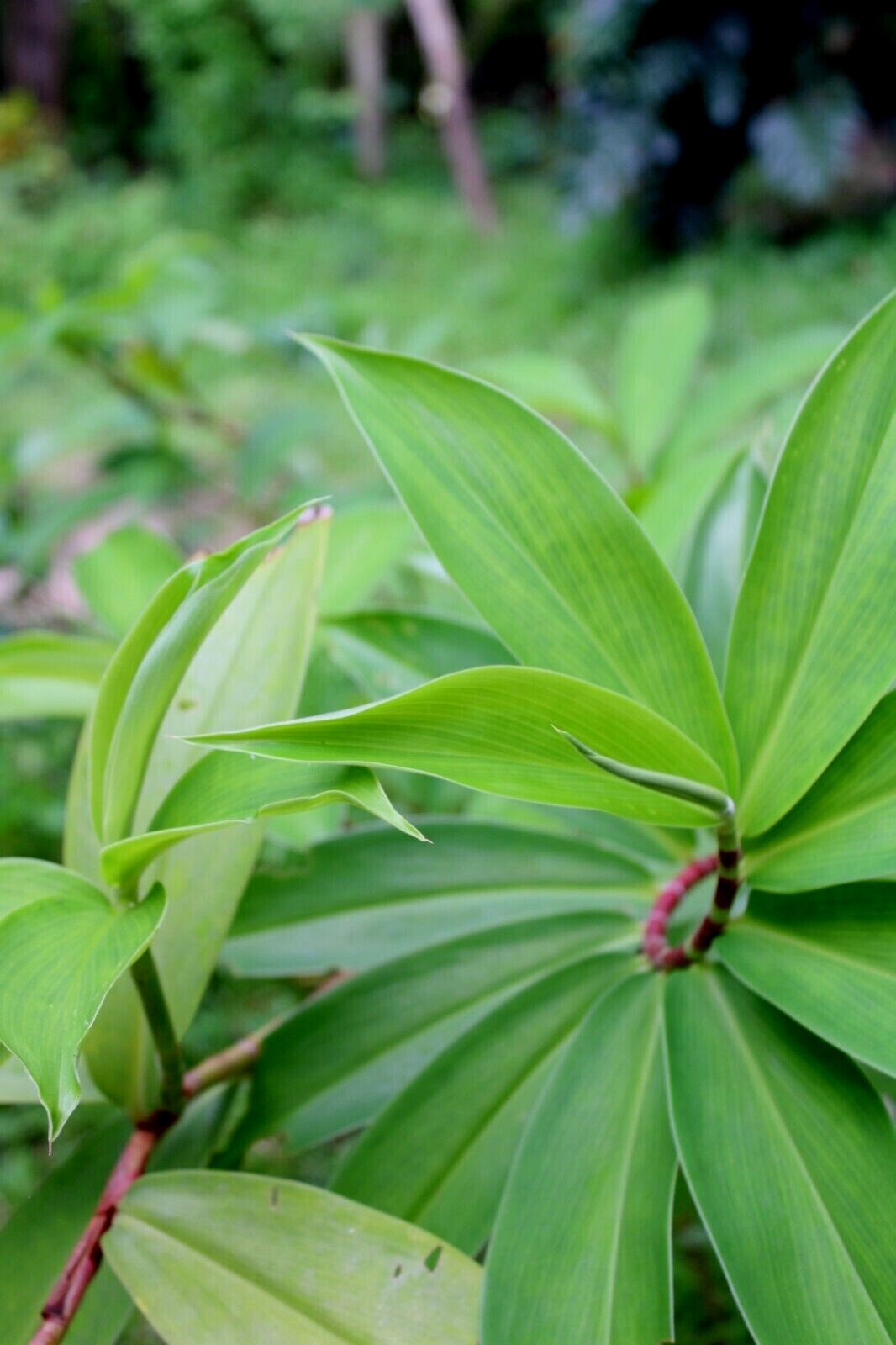 Dried Insulin |Thebu |Costus Plant leaves Organic|Diabetic Tea CEYLON Free ship.