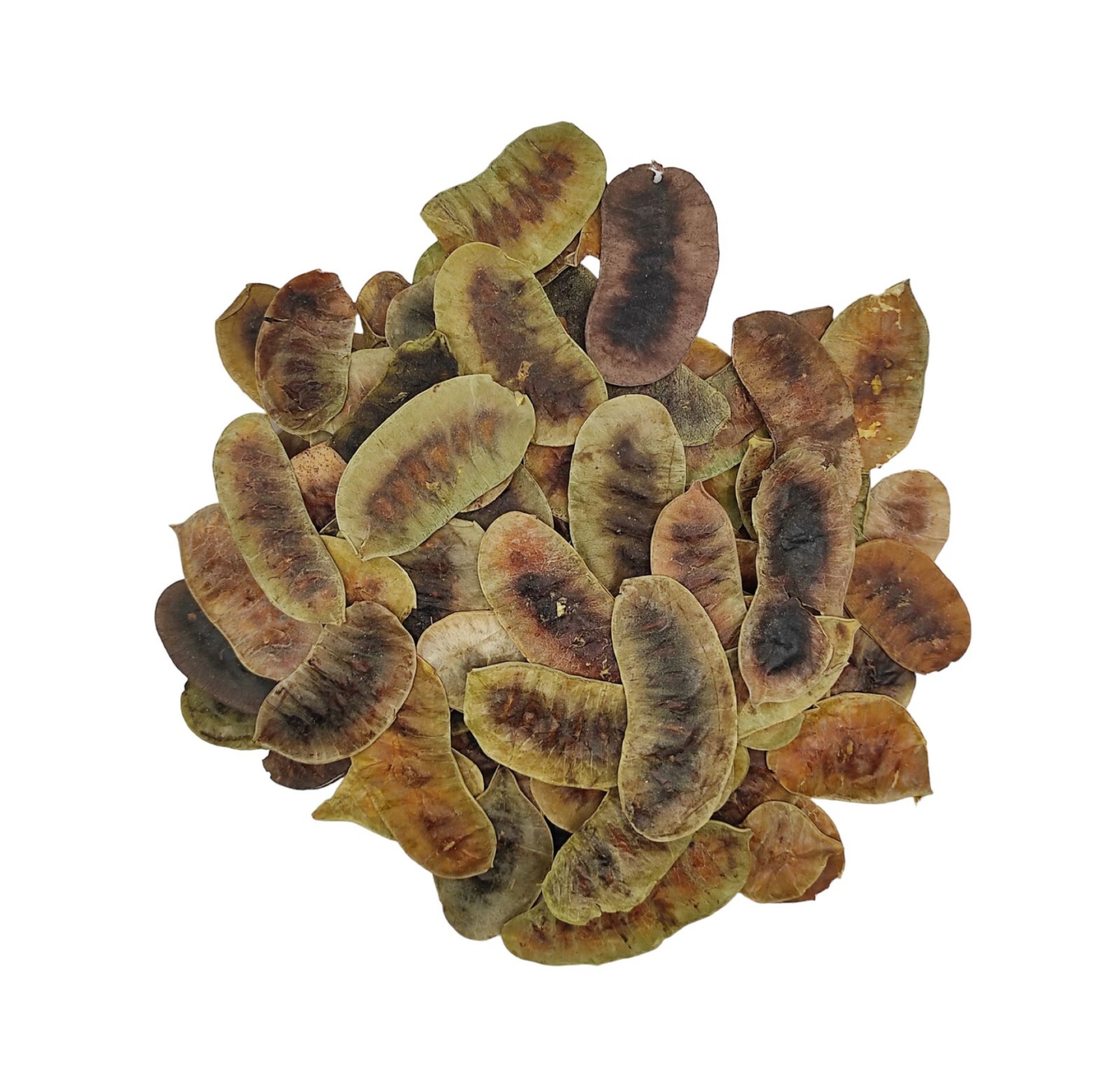 Dried Senna Pods Herbal Tea 220 g (7.8oz) – Premium Quality | Senna Alexandrina