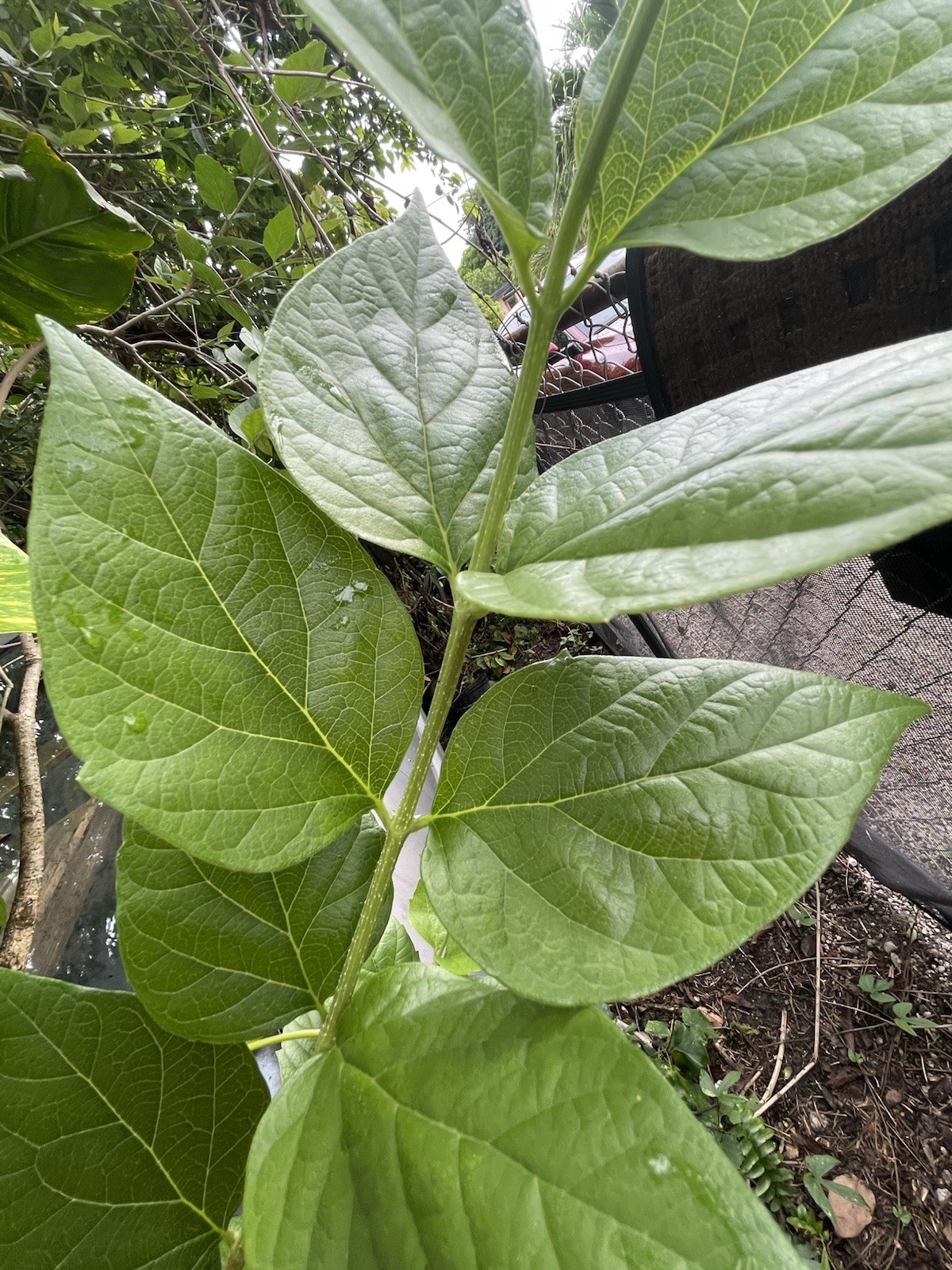 100 Fresh Parijat Night Jasmin Leaves Nyctanthes Arbor Tristis