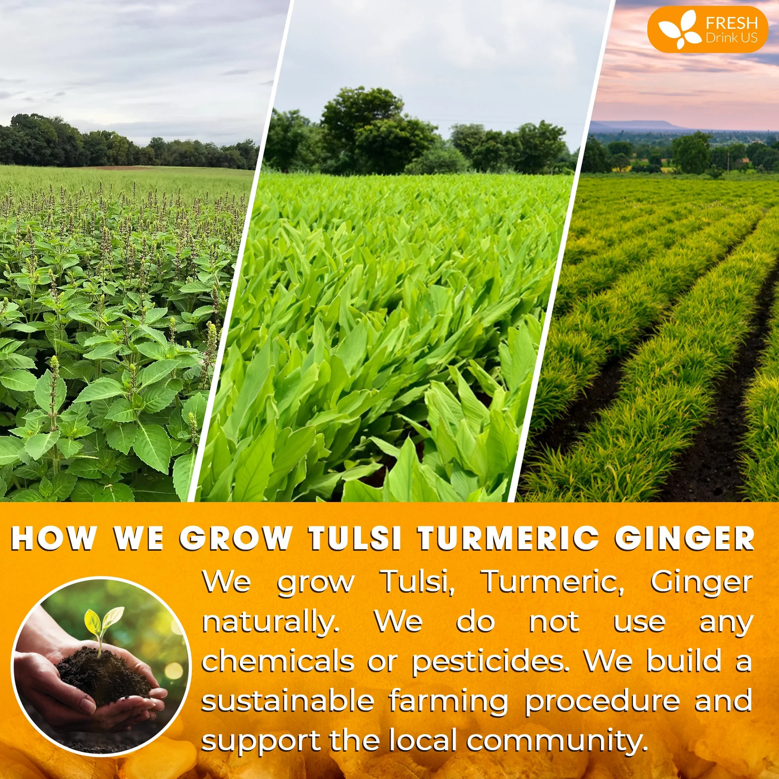 FreshDrinkUS, Premium 55 Tulsi Turmeric Ginger Tea Bags, 100% Natural & Pure fro