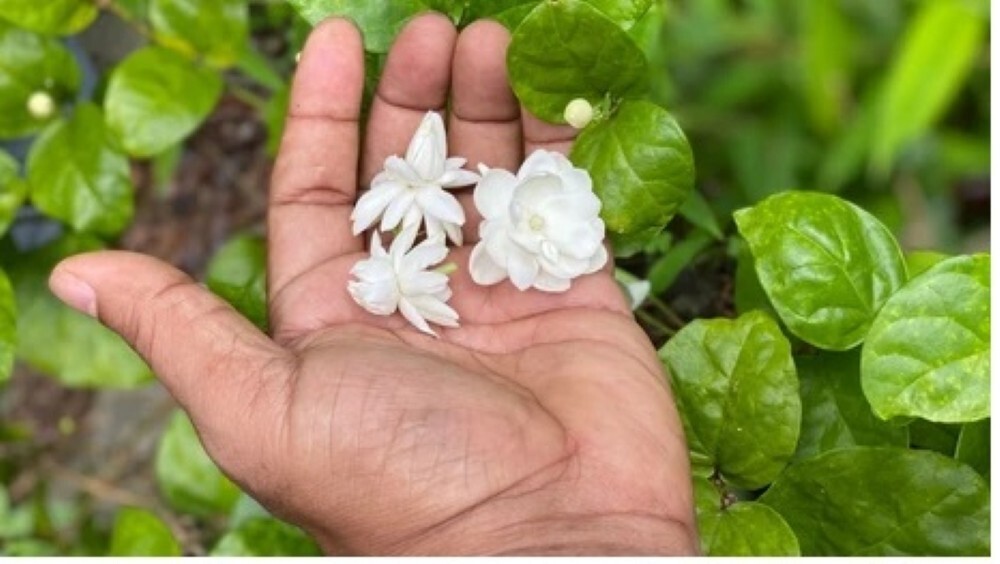 Beli Flower Drink 100% natural ayurvedic Herbal Enhances ceylon 50G