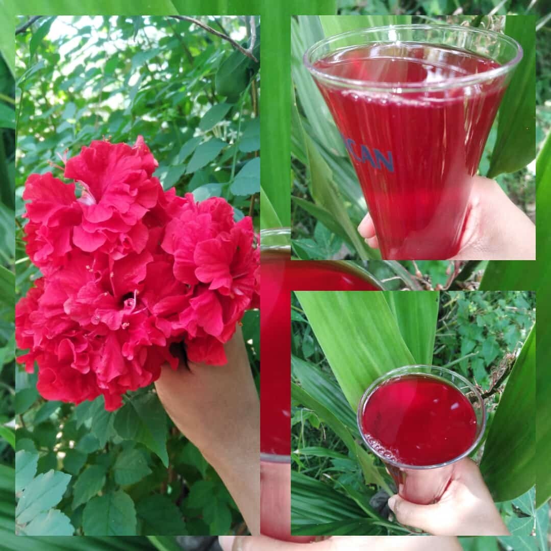 Hibiscus Dried Flower Organic Cut Flowers – Hibiscus Sabdariffa- 100% Premium