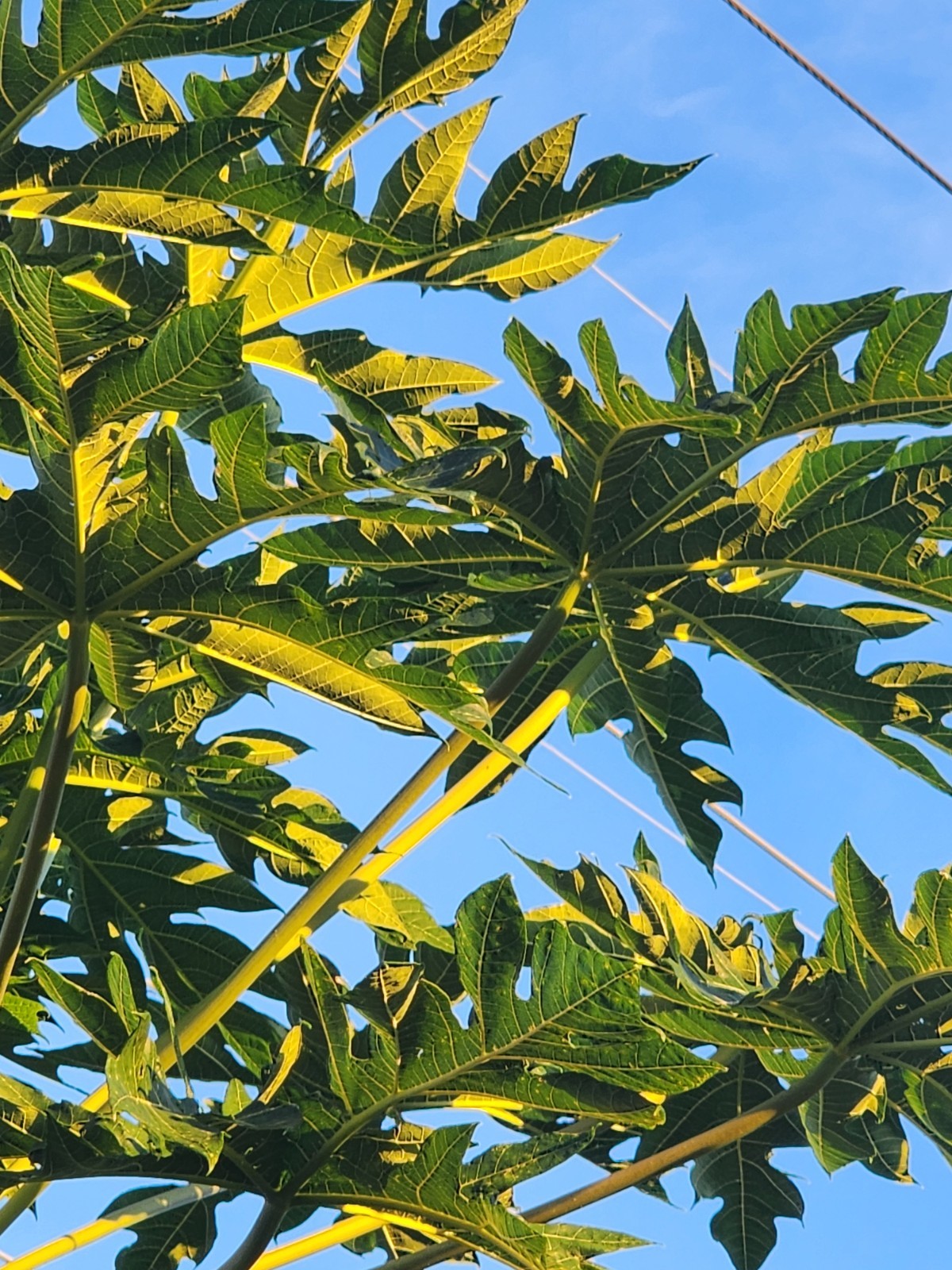 8 Fresh Organic Papaya Leaves hand-picked