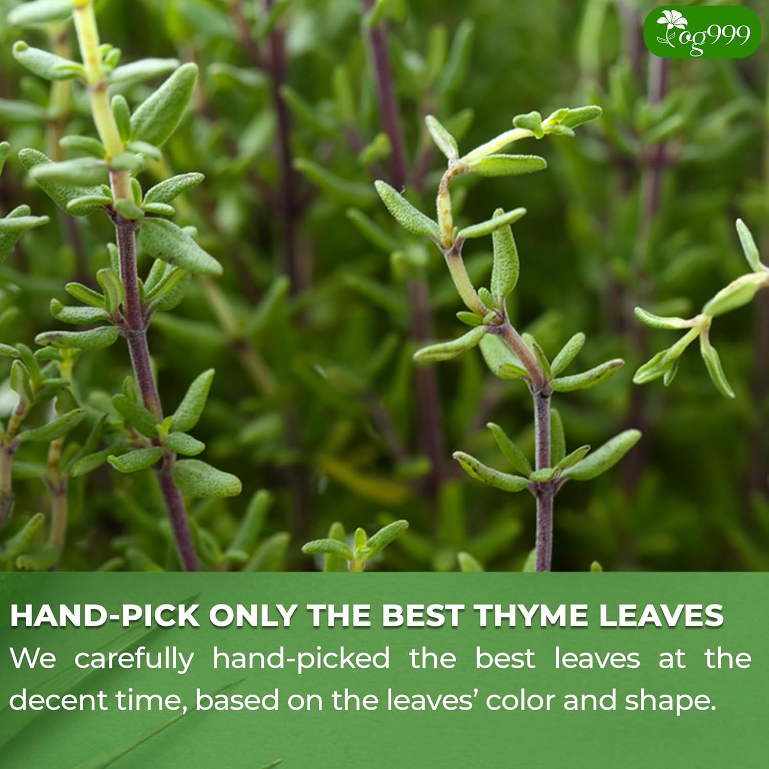 , Premium 40 Thyme Leaf Tea Bags, 100% Natural & Pure Thyme Leaves. Loose Leaf T