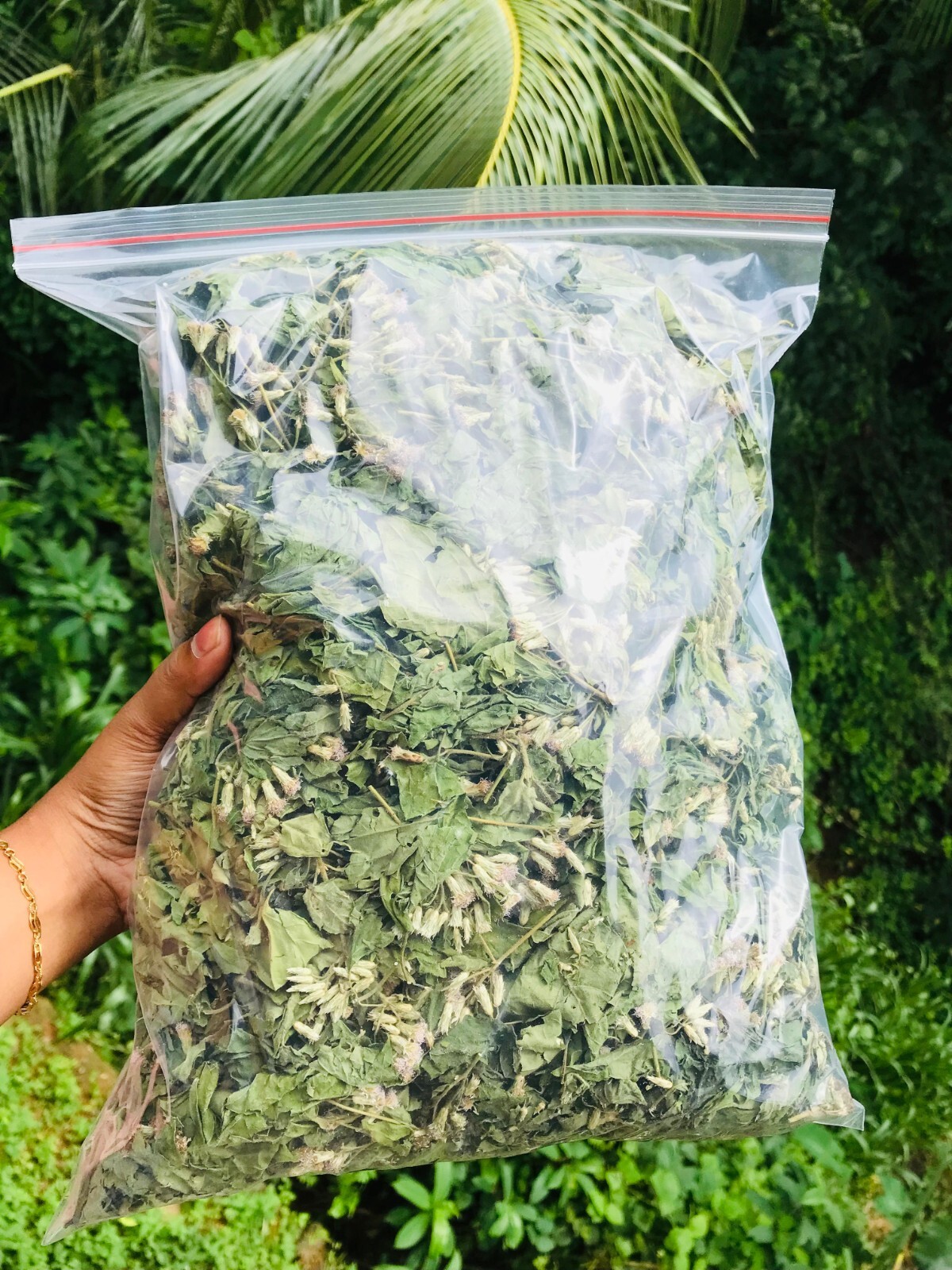 Mexican Dream Herb Calea Zacatechichi Lucid Dream Hand Picked Organic Leaves Tea