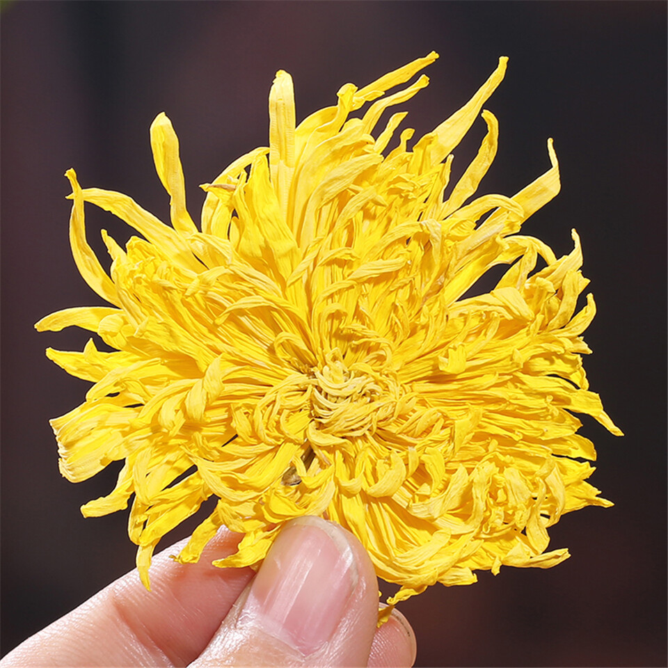 Premium Chrysanthemum Tea Gold Silk Healthy Flower Floral Herbal Tea 100 Pcs