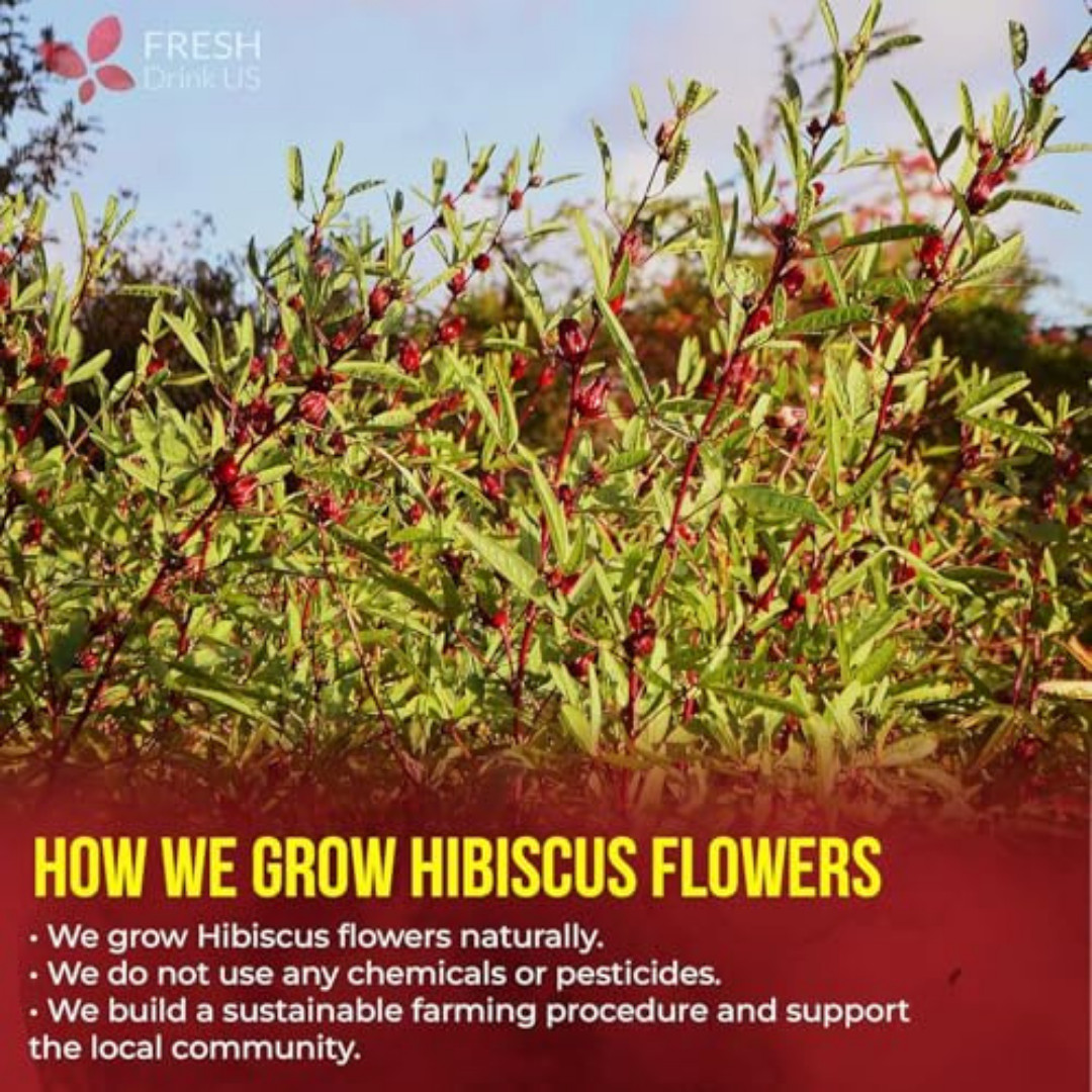 Premium 140 Hibiscus Flowers Tea Bags, 100% Natural, Handmade & Pure from Hibi