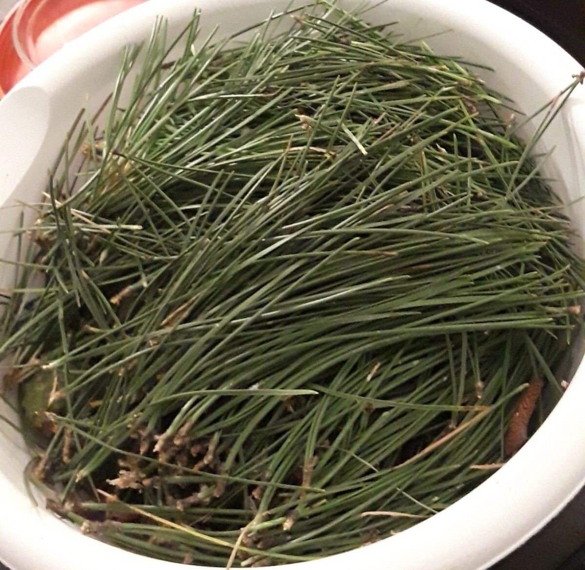 Lot: 20 Organic Eastern White Pine Needle Tea Bag & Red Pine Tea Bags Fresh Tree