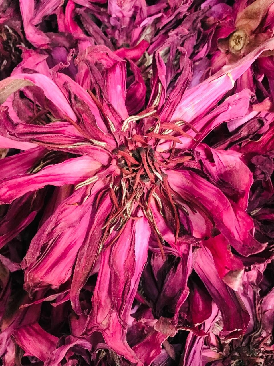 Ceylon Red Lotus 1lb Nymphaea Rubra 100% Hand Pick Organic Herbal Flowers Tea