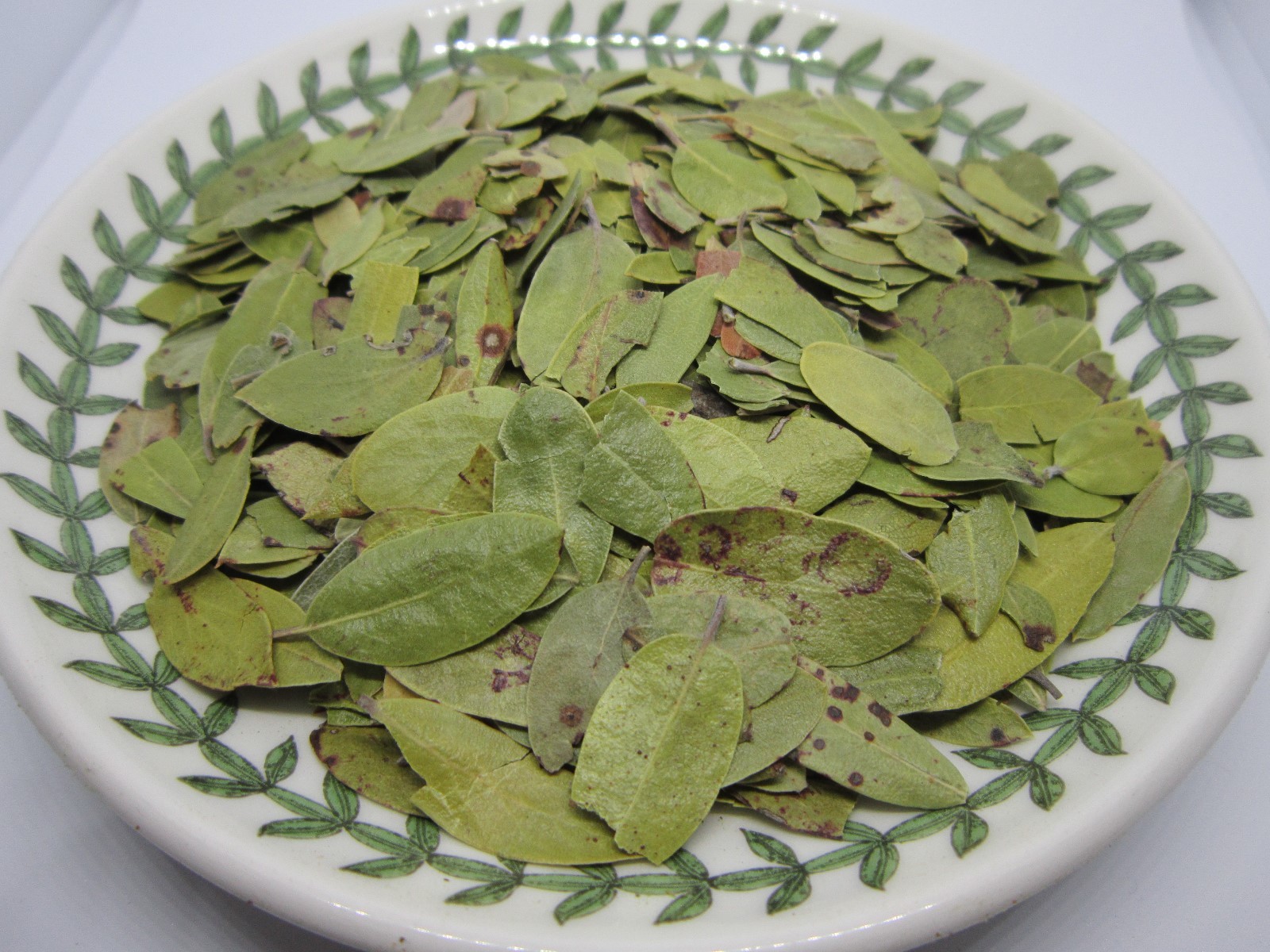 Uva Ursi Leaves – Dried Arctostaphylos Uva-ursi Whole Leaves 100% from Nature