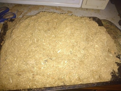 1oz-Bristly Sarsaparilla/Aralia Hispida High grade (Whole plant chips)