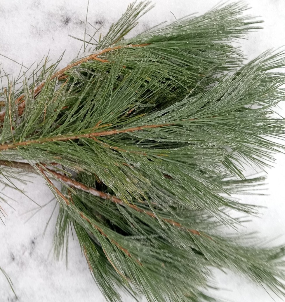 6 ounces on Stem White Pine Needle tea Maine Eastern white organic PINUS STROBUS