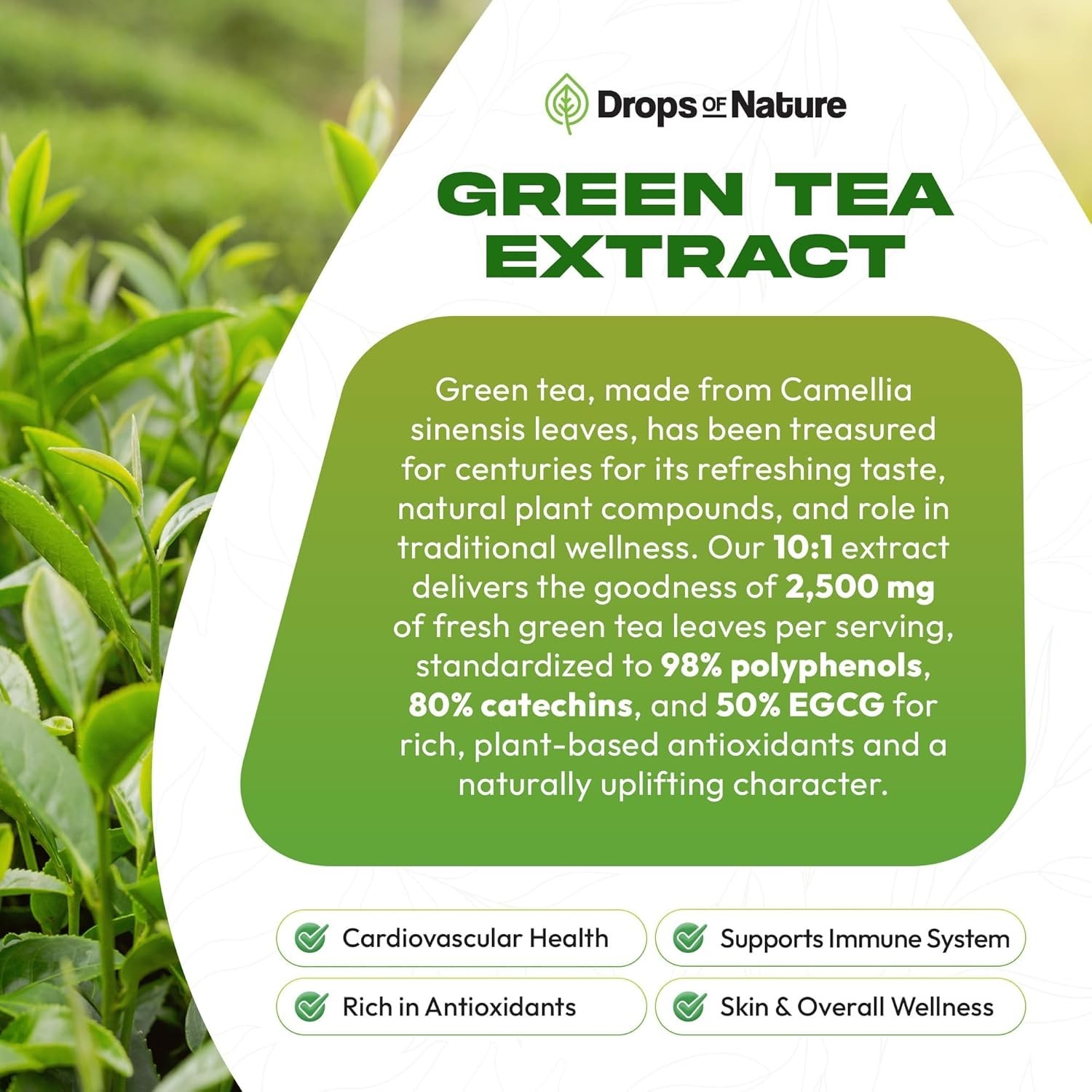 Green Tea 10:1 Extract 50% EGCG – Green Tea Liquid Drops – Vegan, 4X More Powerf