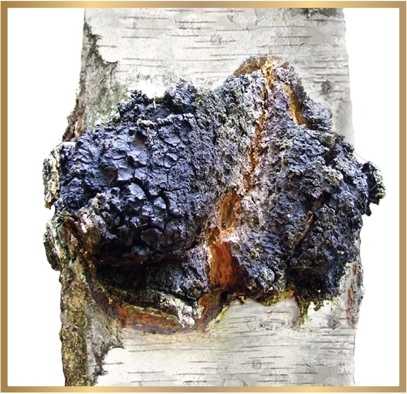 Siberian Chaga Mushroom Individual Filter Tea Bags 20 Filter Bags Net Wt 1.4…