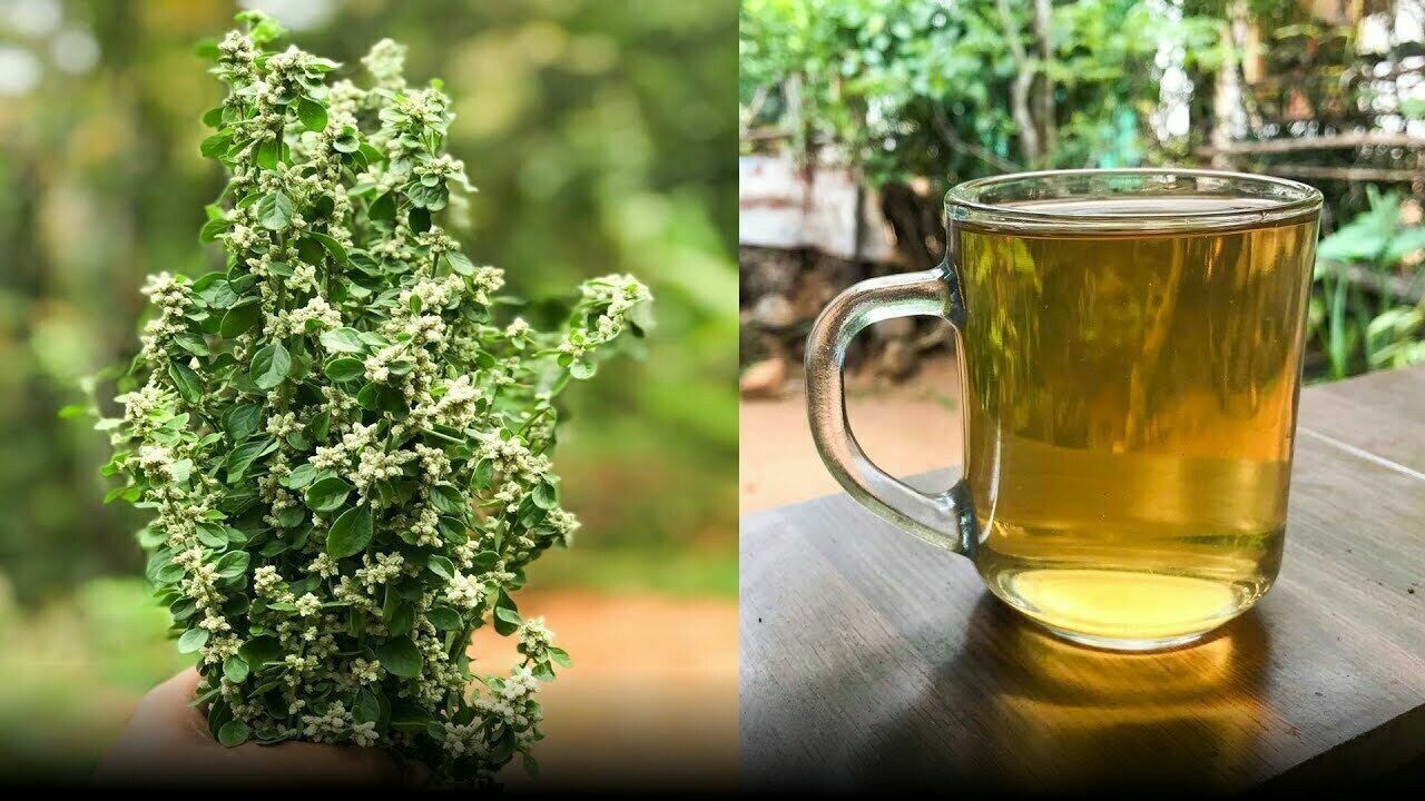 Pure Natural Polpala Herbal Tea 50g * 3pack From Sri Lanka- (Aerva lanata