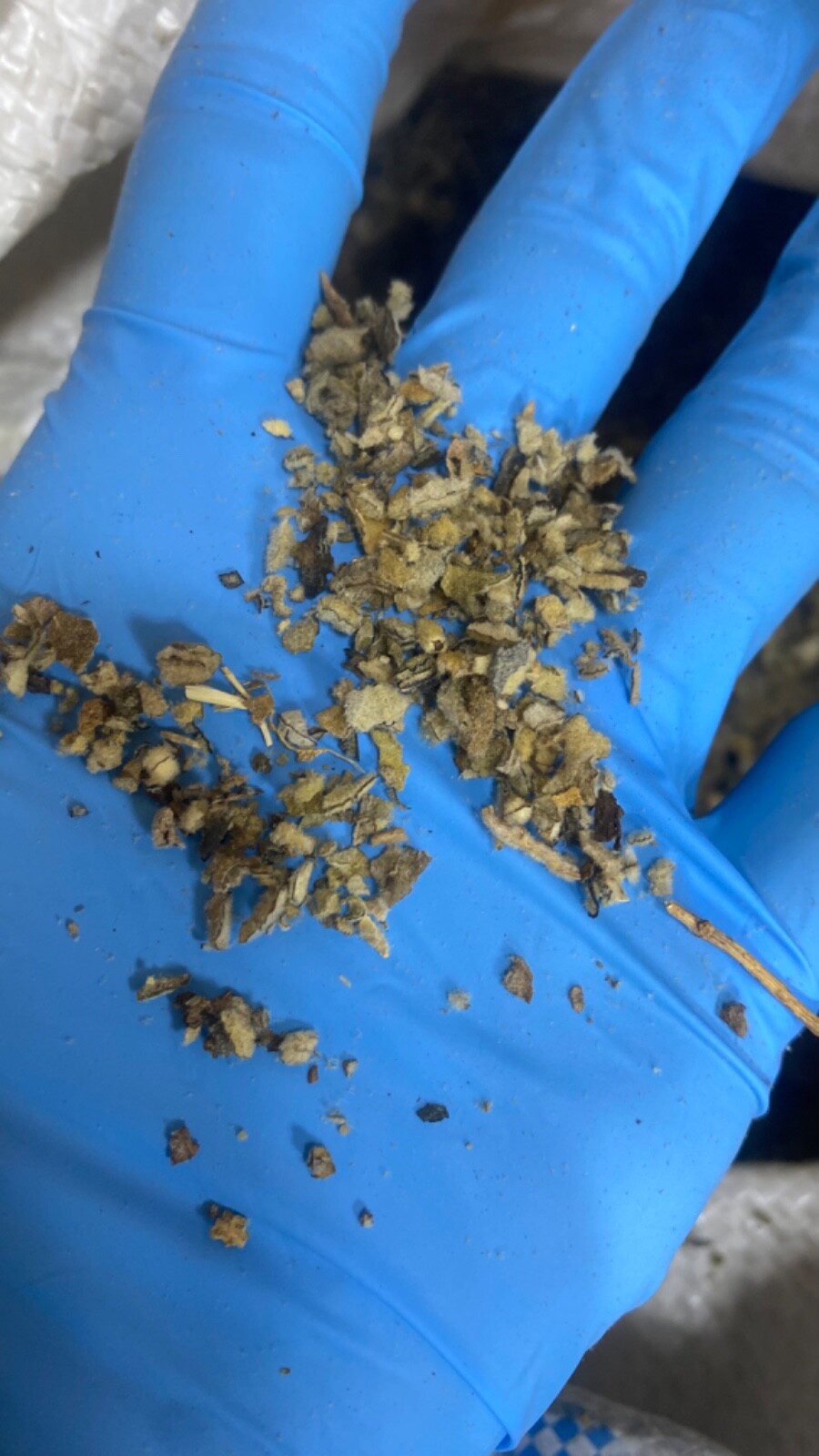 Mullein Leaf Herb – organic medicinal healing lung cut botanical – 3/4 LB Pound